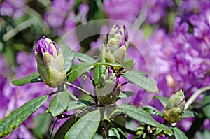 Purple rhododendron flower buds close up