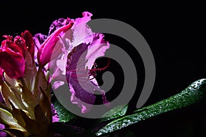 Purple Rhododendron flower with extended stamen and drops of water on petals and leaves sunbathing on spring sun, black background