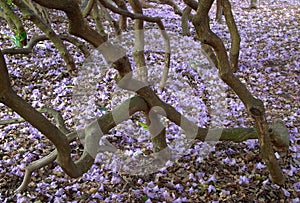 Purple Rhododendron flowers