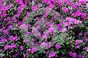 Purple Rhododendron flowers in blossom.