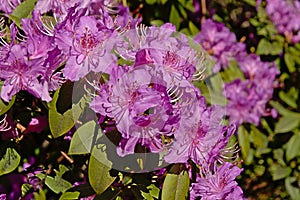 Purple rhododendron flowers, close up