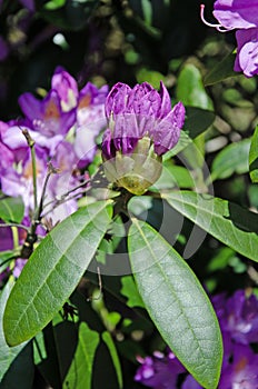 Purple rhododendron flowers close up