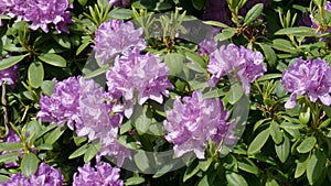 Purple rhododendron flowers,Germany