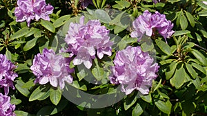 Purple rhododendron flowers, Germany