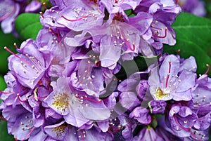 Purple rhododendron flowers with pink and yellow pistil and stamen, soft green blurry leaves background, top view close up