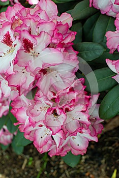 Purple Rhododendron Hachmann`s Charmant blooming in a garden photo