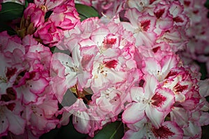 Purple Rhododendron Hachmann`s Charmant blooming in a garden photo