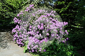 Purple rhododendron shrub in full bloom