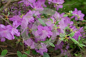 Purple Rhododendron Sugimoto ex T. Yamaz blooming in a garden