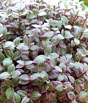 Purple Ribbon Chalee beautiful leaf plants growing up in the soil pot in the garden at home. Sweet decorations plants.