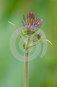 Purple Rigid Verbena rigida, purple buds photo