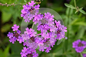 Purple Rigid Verbena rigida, scented flowers in close-up