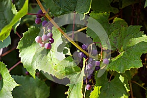 Purple ripe grapes on the branches in the home garden. Sunlight in the vineyard. The concept of gardening and winemaking