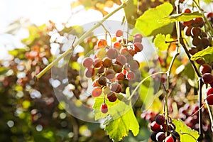 Purple ripe grapes near the house. Wine making. Autumn day on farm yard. Harvest time. Ecological fruit for vegans. Yellow leaves