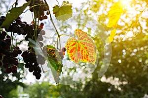 Purple ripe grapes near the house. Wine making. Autumn day on farm yard. Harvest time. Ecological fruit for vegans. Yellow leaves