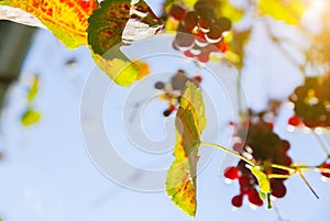 Purple ripe grapes near the house. Wine making. Autumn day on farm yard. Harvest time. Ecological fruit for vegans. Yellow leaves