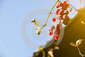 Purple ripe grapes near the house. Wine making. Autumn day on farm yard. Harvest time. Ecological fruit for vegans. Yellow leaves