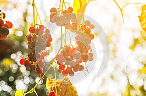 Purple ripe grapes near the house. Wine making. Autumn day on farm yard. Harvest time. Ecological fruit for vegans. Yellow leaves