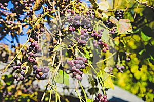Purple ripe grapes near the house. Wine making. Autumn day on farm yard. Harvest time. Ecological fruit for vegans. Yellow leaves
