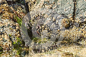 Purple rock crab (Leptograpsus variegatus) colorful crustaceans, male and female sit hidden between rocks