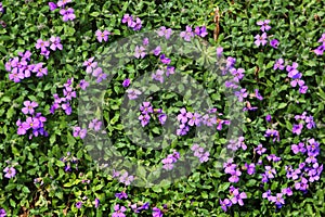 Purple rock cress, or Aubrieta deltoidea flowers in a garden