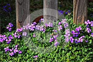 Purple rock cress, or Aubrieta deltoidea flowers in a garden