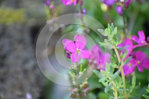 purple rock cress flower