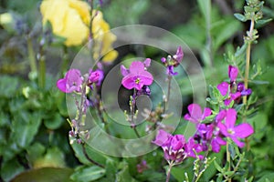 purple rock cress flower with yellow flower behind