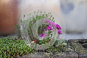 purple rock cress and thyme in a planting stonewall