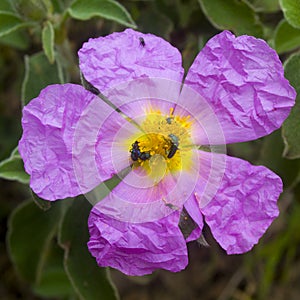 Purple rockrose