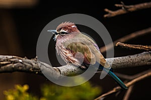 Purple Roller Bird, Coracias Naevius