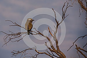 Purple Roller Coracias naevius 4397