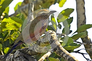 Purple Roller (Coracias naevius)