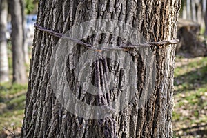 Purple rope around a trunk , texture and relief .