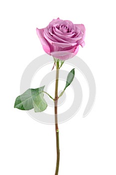 Purple rose