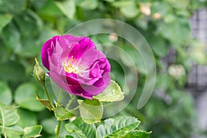 Purple rose