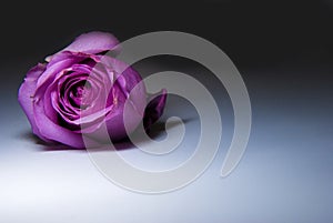 Purple Rose photo