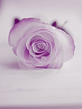 Purple Rose Background - Flower Stock Photos