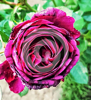 Purple rose in bloom