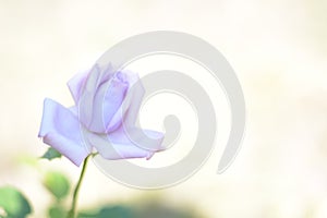 Purple rose on blurred background for design of cards, banners, wedding, holidays, place for text