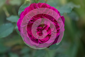 Munstead Wood roses in garden. English Rose Munstead Wood