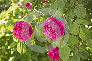 purple rose on the bush in close-up