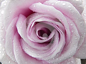 Purple Rose close up with raindrops