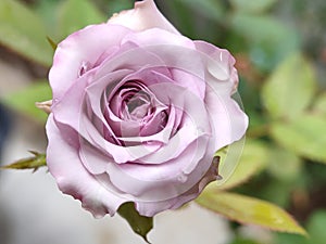 Purple Rose Flower In Bloom