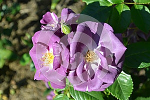 Purple rose flower close-up photo with blurred dark green background. Stock photo of gentle blooming plant