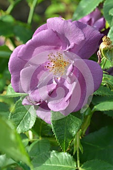 Purple rose flower close-up photo with blurred dark green background. Stock photo of gentle blooming plant