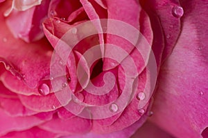 Purple rose flower with waterdrops