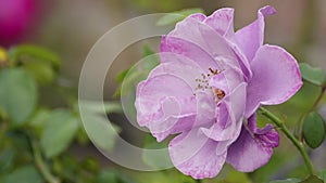 Purple rose flower in the wind