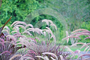 Purple rose fountain grass