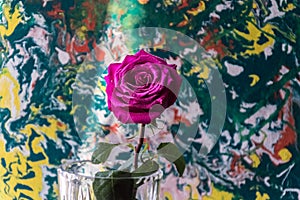 Purple rose in a glass vase with water droplets on the petals on a colorful background.